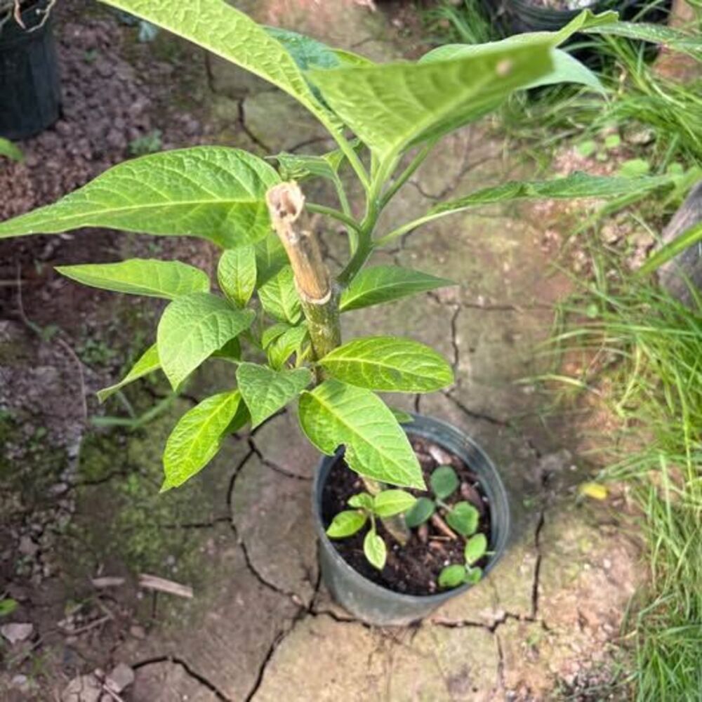 🌿 Angel’s Trumpet Plants / Brugmansia 🌿
